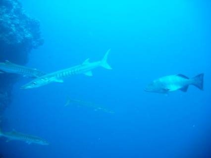 November 2009 Mabul y Sipadan malaysia